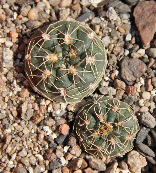 Gymnocalycium sp.TOM392 Los Alanices Chacabuco SL 828m