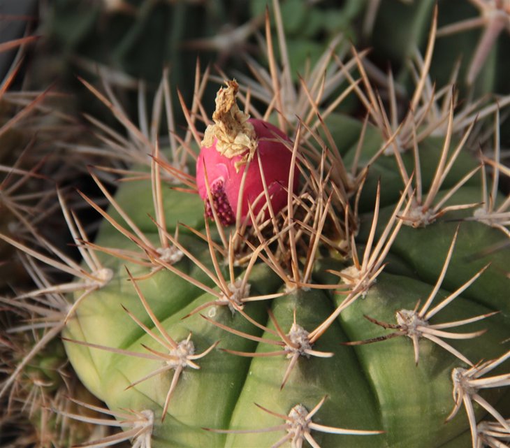 Gymnocalycium sp.