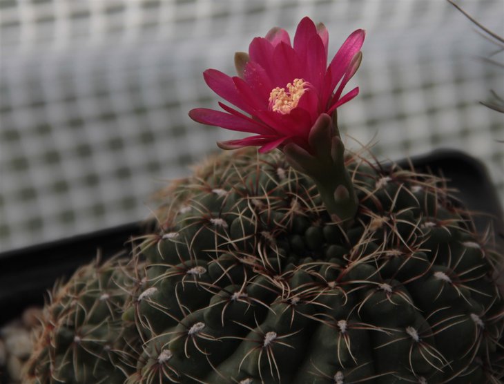Gymnocalycium baldianum