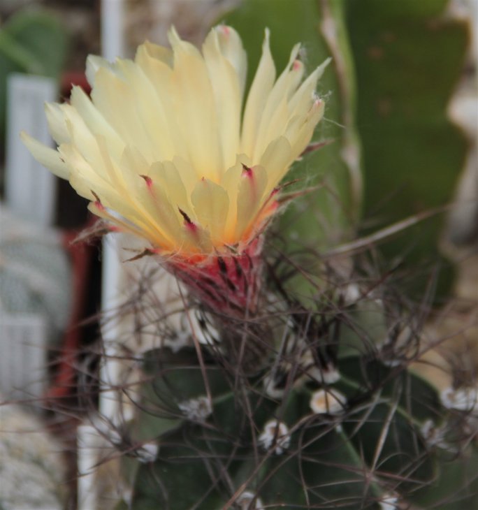 Astrophytum senile