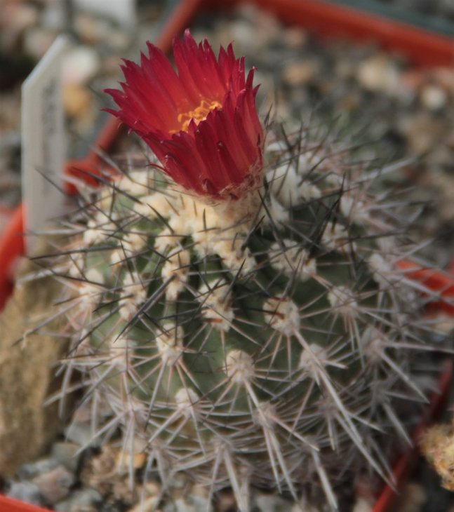 Islaya divaricatiflora