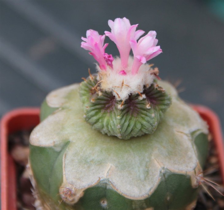 Aztekium ritteri