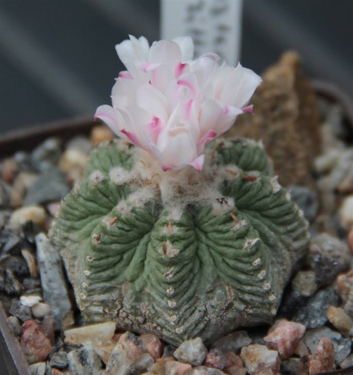 Aztekium ritteri