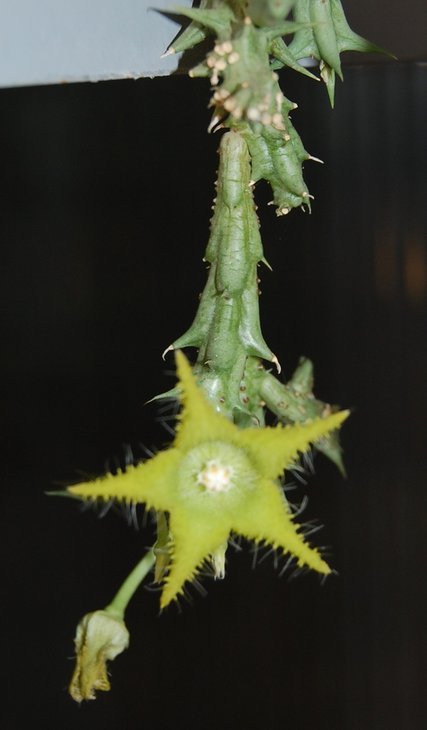Caralluma dummeri