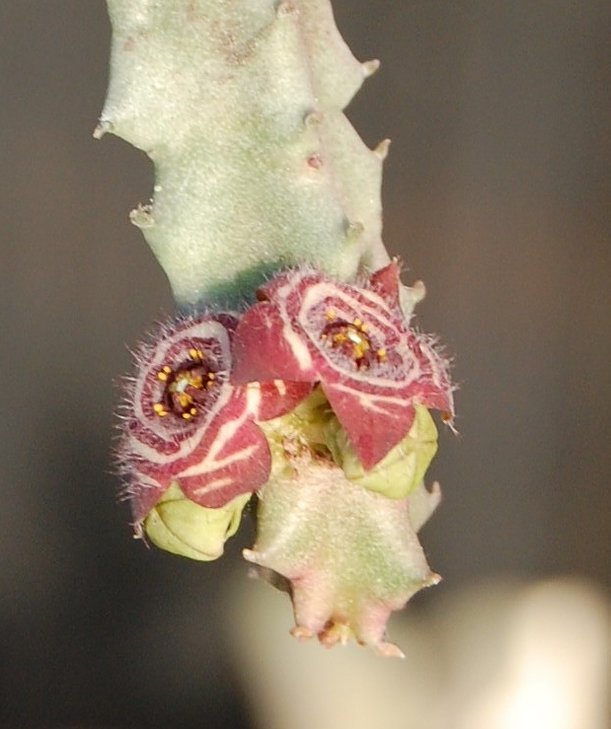 Caralluma europaea - первое цветение!)))