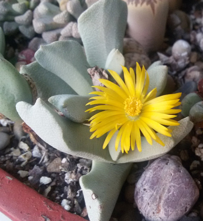 Schwantesia borcherdsii