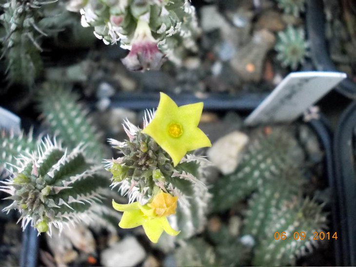 Echidnopsis chrysantha - немного похож на Э.цереусовидный