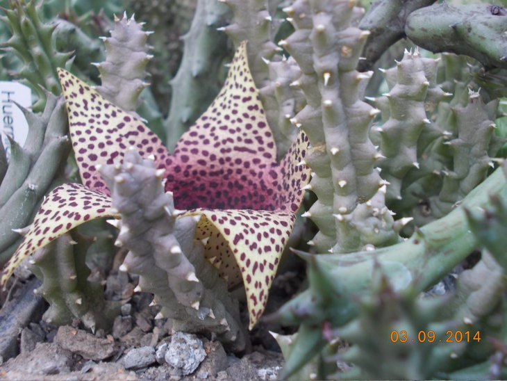 Tavarorbea (Tavaresia barklyi X Orbea variegata)