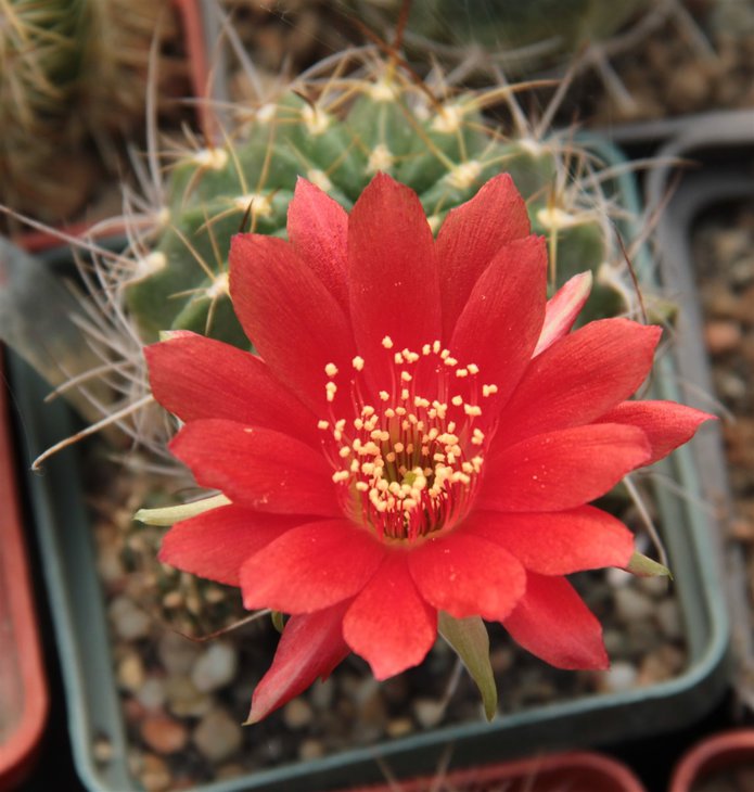 Lobivia sp.