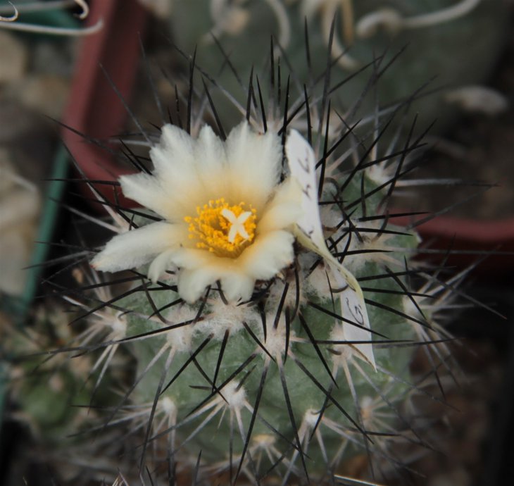 Gymnocactus gielsdorfianus