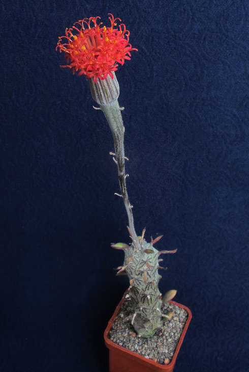 Kleinia saginata