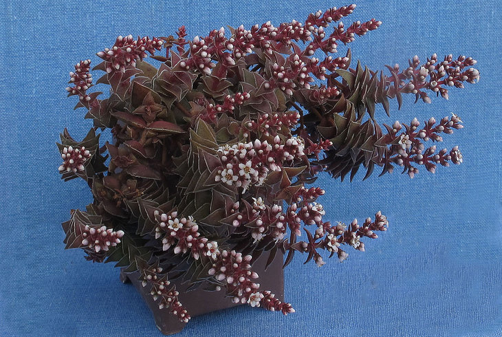 Crassula corymbulosa