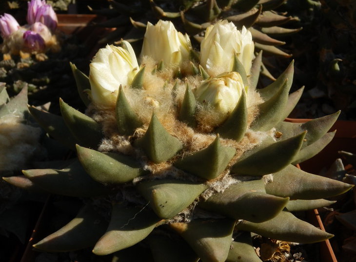 ARIOCARPUS TRIGONUS