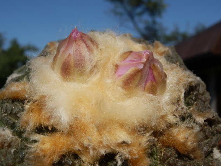 ARIOCARPUS FISSURATUS