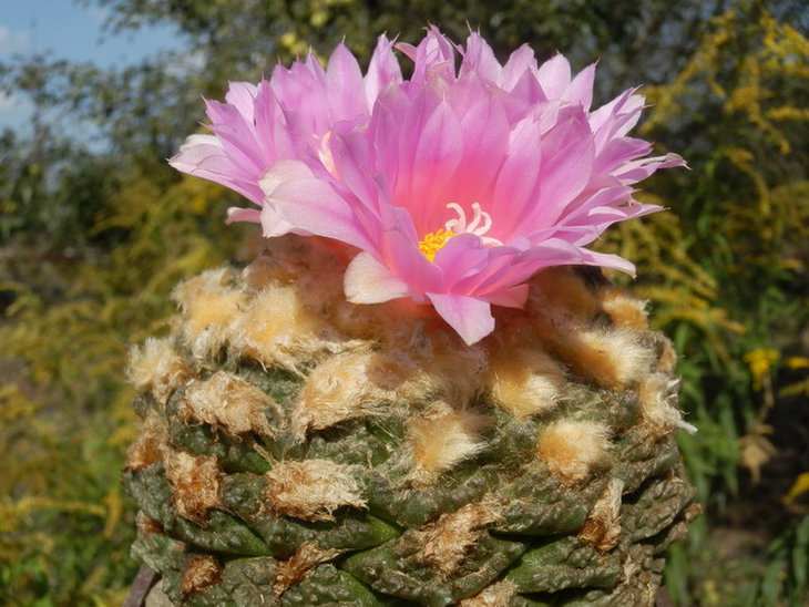 A.Fissuratus