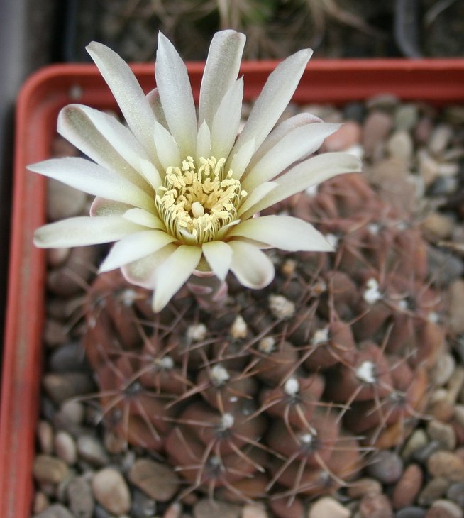 Gymnocalycium erinaceum