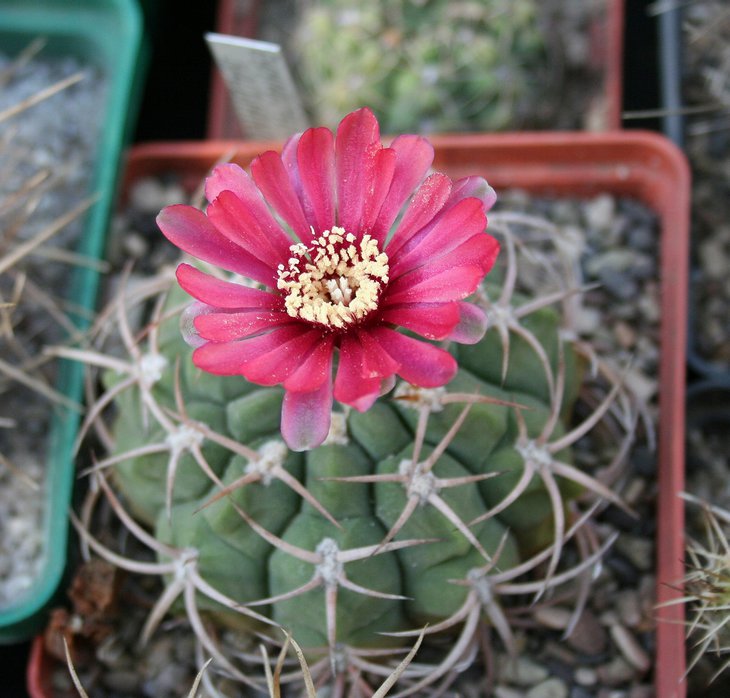 Gymnocalycium carminanthum (семена от Берхта)