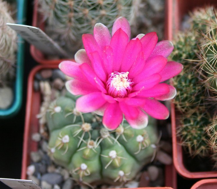 Gymnocalycium baldianum