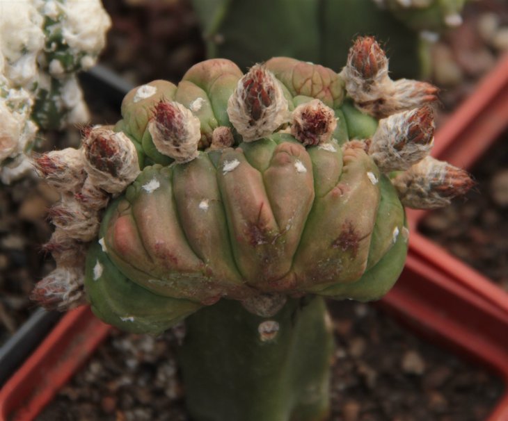 Astrophytum asterias Godzila wine red flower cristata