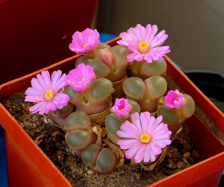 Ophthalmophyllum praesectum