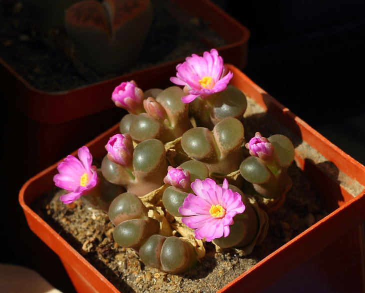 Ophthalmophyllum praesectum