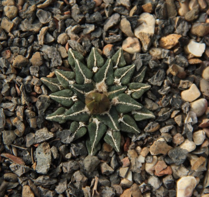Ariocarpus kotschoubeyanus v sladkovskyi