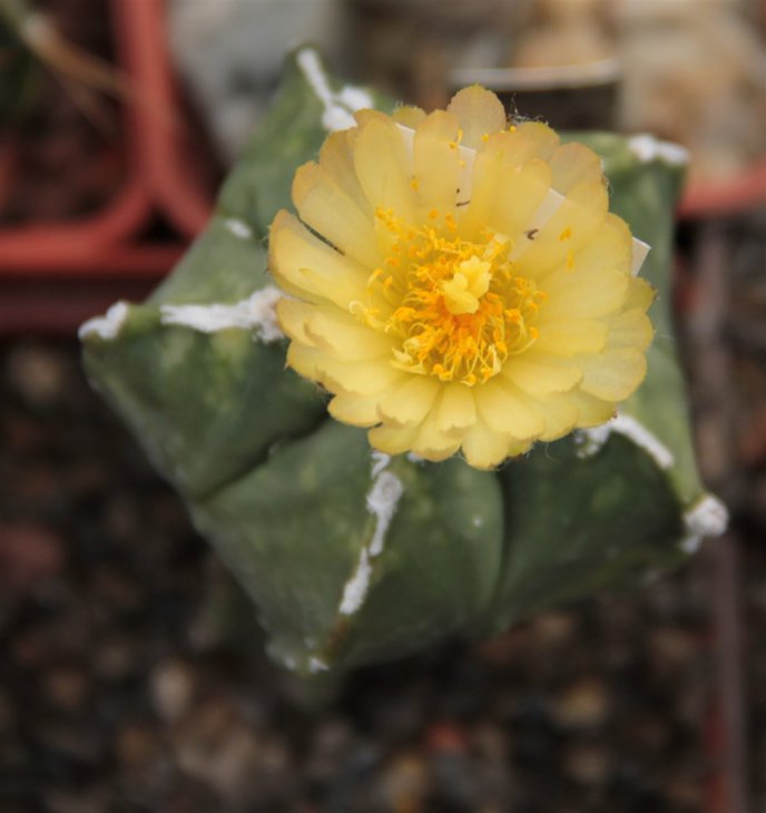 Astrophytum myriostigma cv. Hakugaku