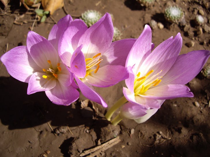 IMGP0864.jpg