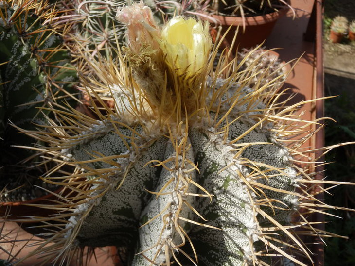 MIRBELII