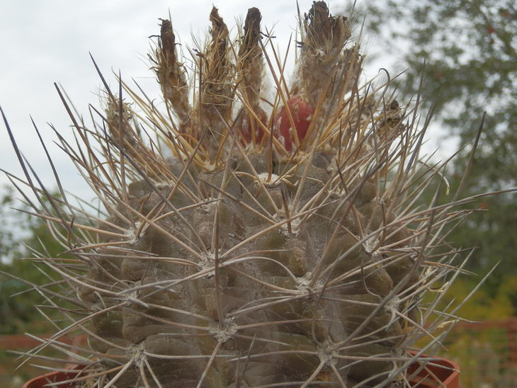Pyrrhocactus aspillagae