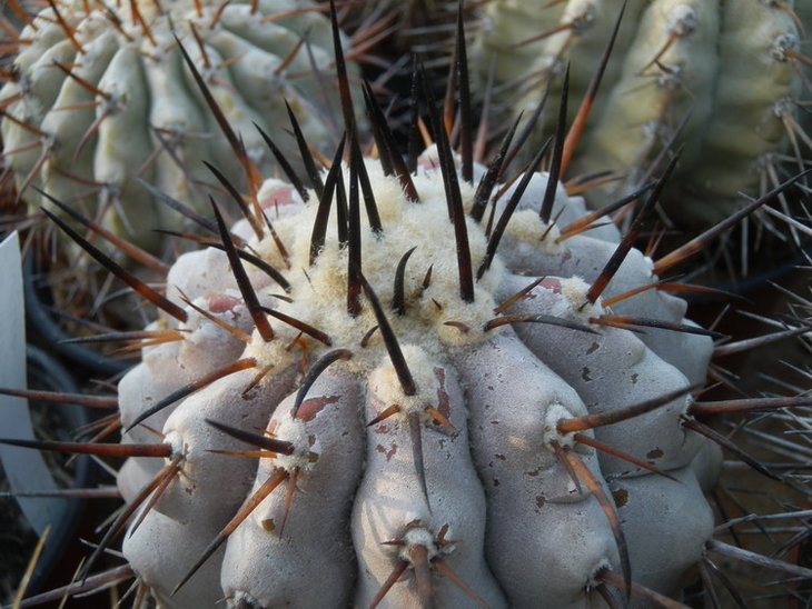 COPIAPOA CINEREA