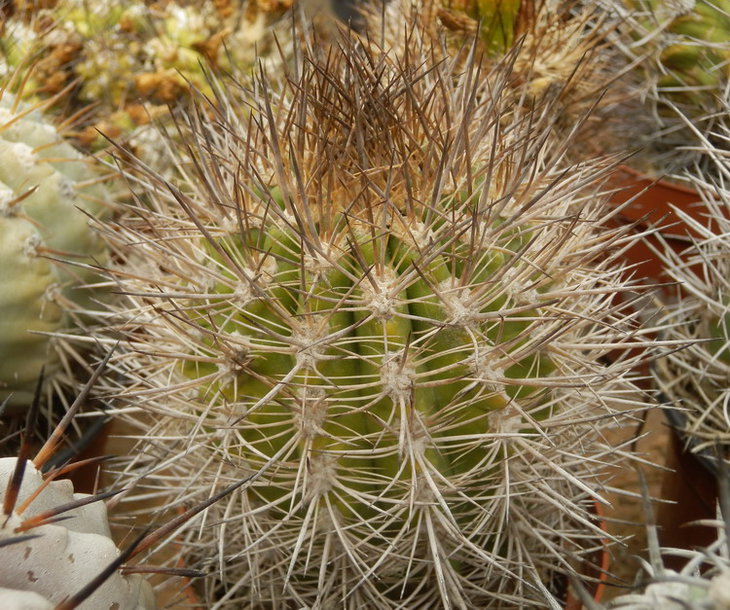 Neoporteria Sociabilis