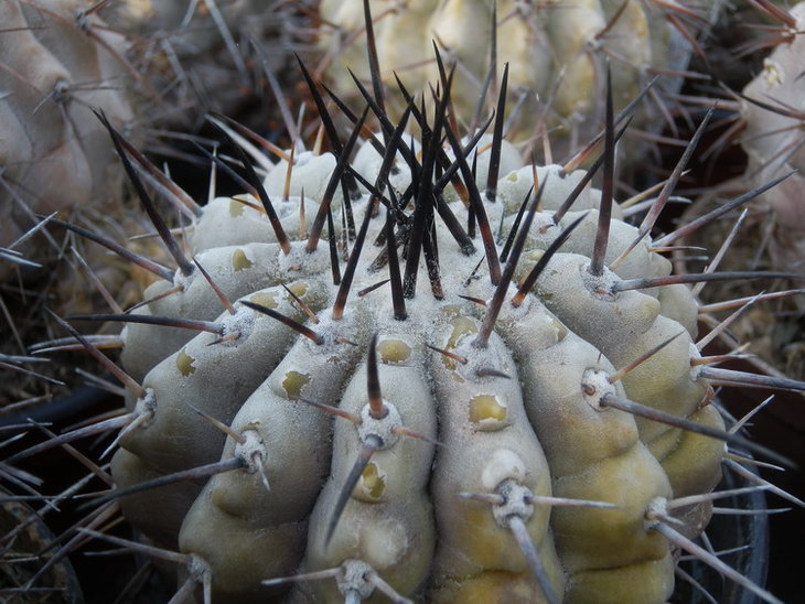 Copiapoa Cinerea