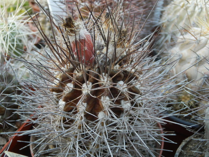 Neoporteria Clavata