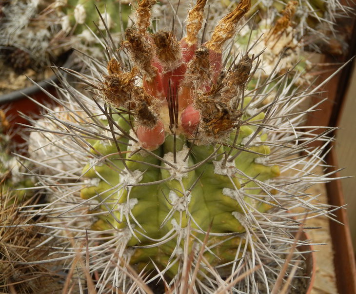 neoporteria paucicostata