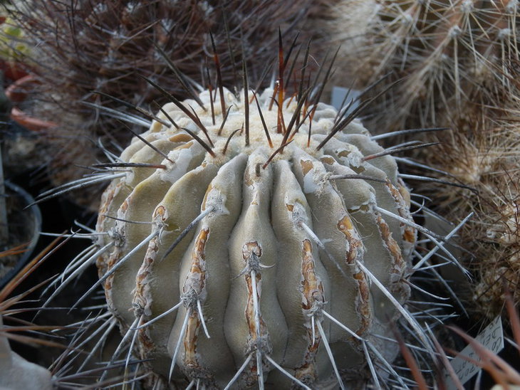 copiapoa dealbata