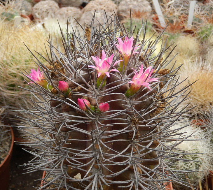 neoporteria rapifera