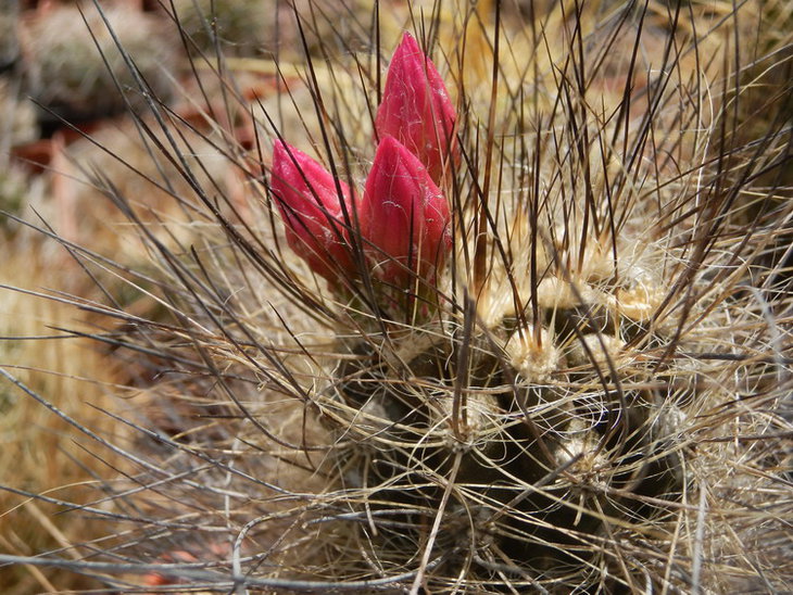 neoporteria villosa