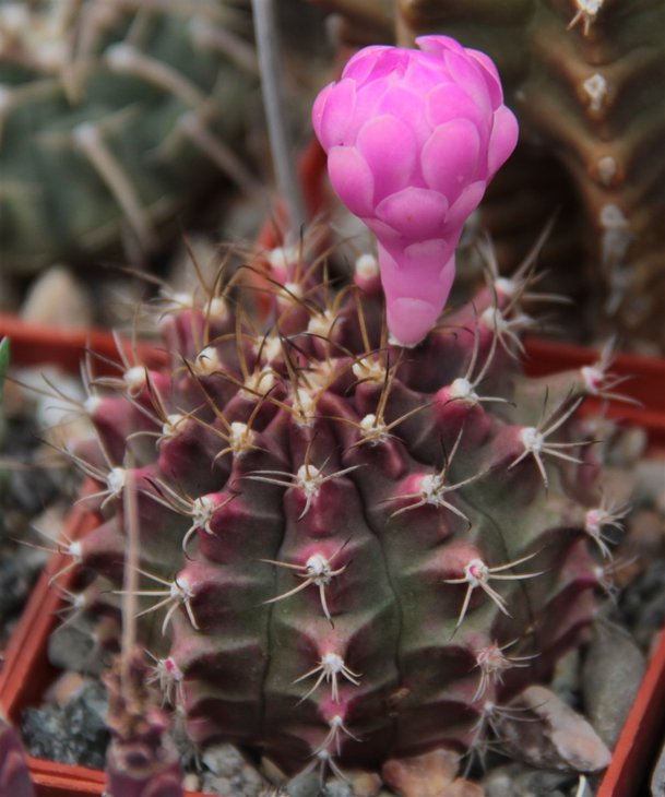 Gymnocalycium cv.