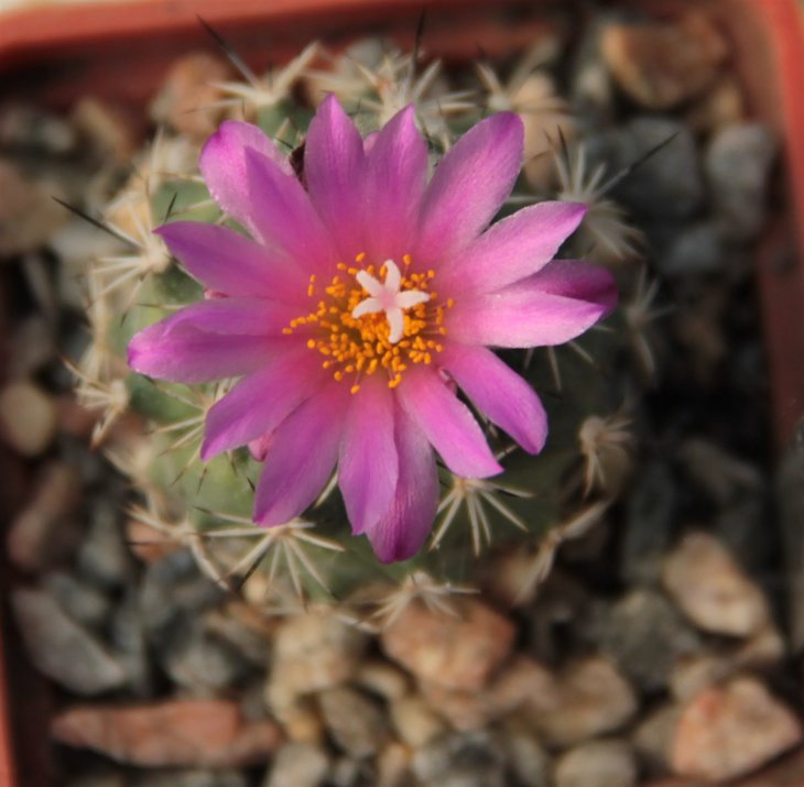 Gymnocactus viereckii hb.