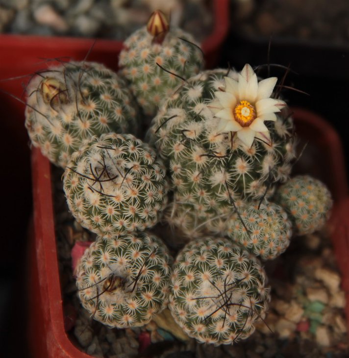 Turbinicarpus sp.