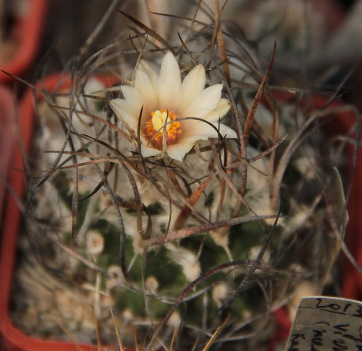 Turbinicarpus gracilis