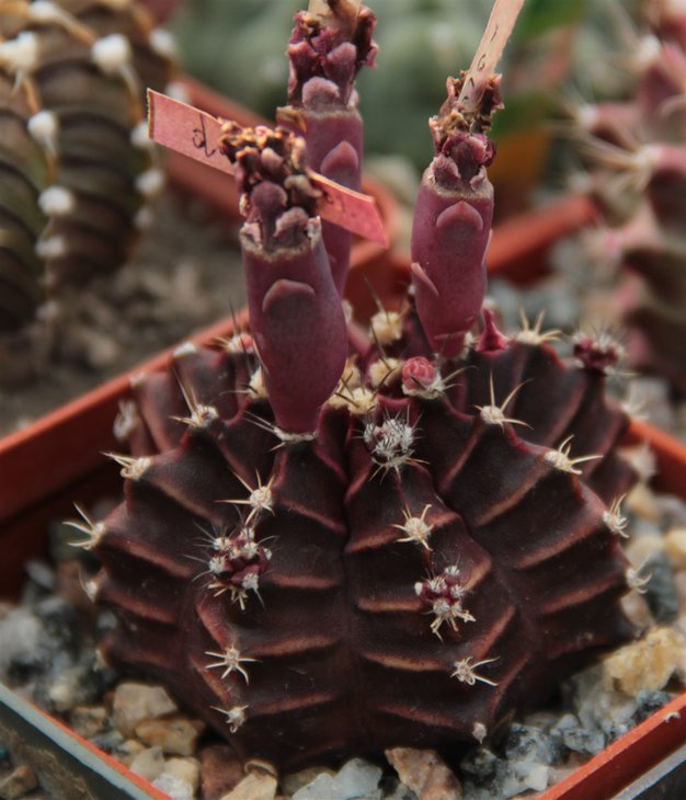 Gymnocalycium mihanovichii hibotan