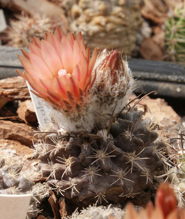 Eriosyce crispa ssp. totoralensis (Neochilenia totoralensis) WM138