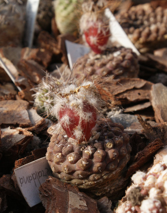 Eriosyce (Thelocephala) esmeraldana WM257