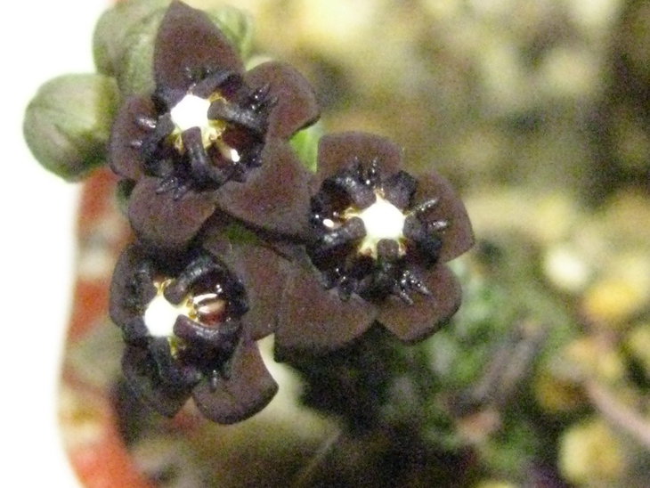 Pseudolithos dodsonianus