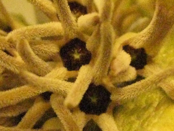 Pseudolithos cubiformis