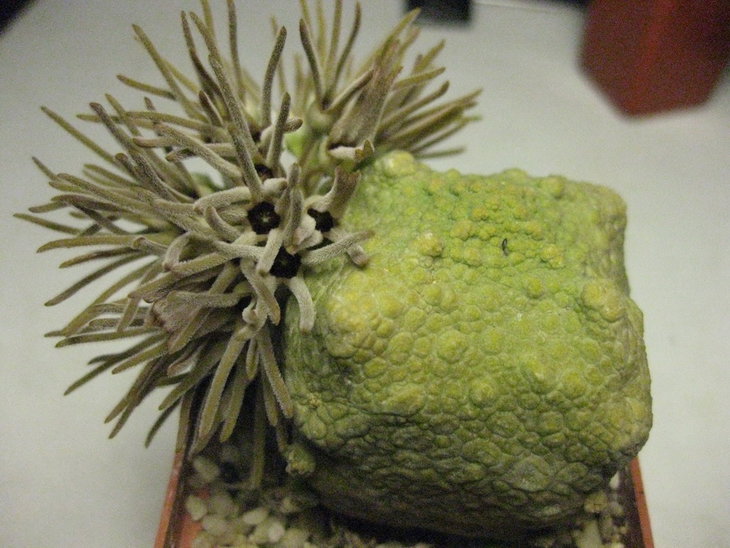 Pseudolithos cubiformis