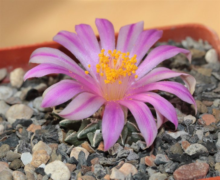 Ariocarpus kotschoubeyanus v sladkovskyi