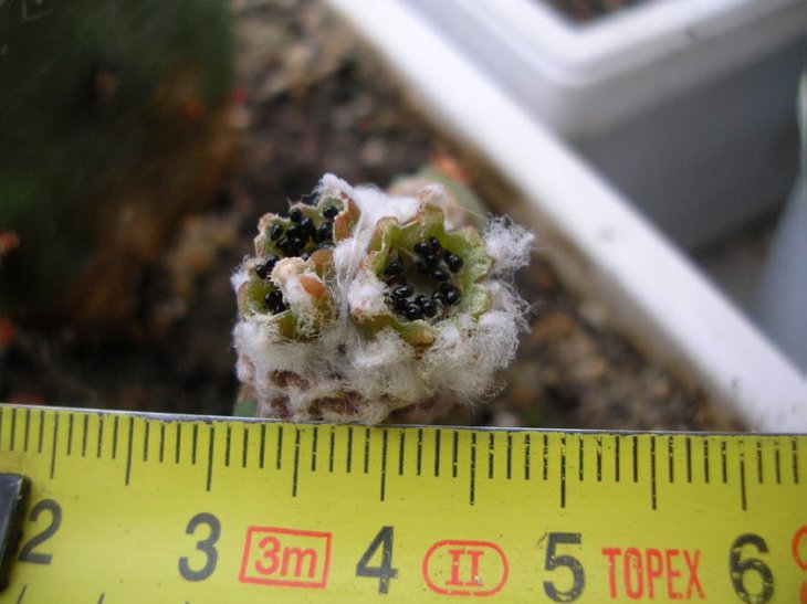 copiapoa laui
